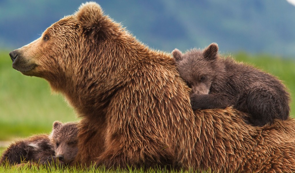 Uccisione orsa Daniza