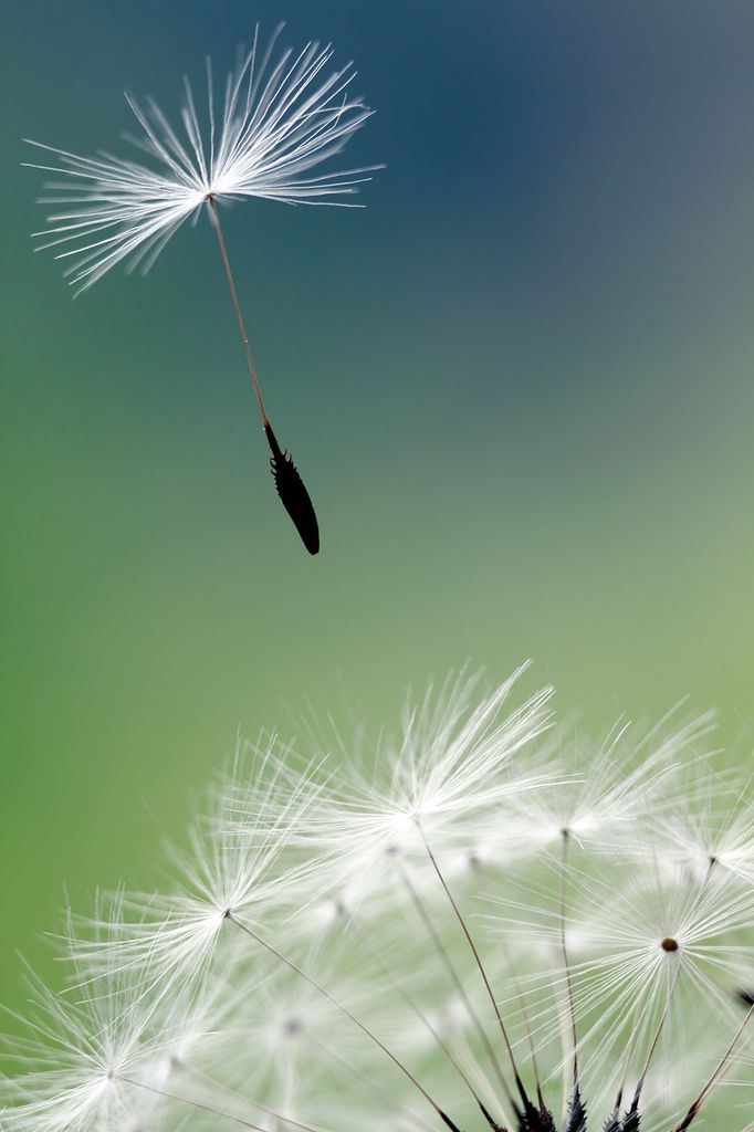 pensieri e poesie sulla libertà