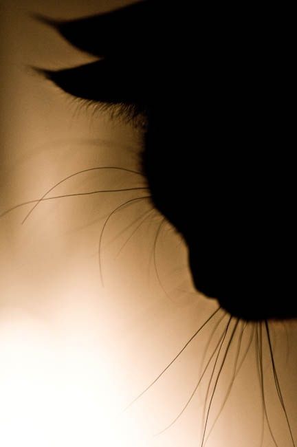 sognare come un gatto