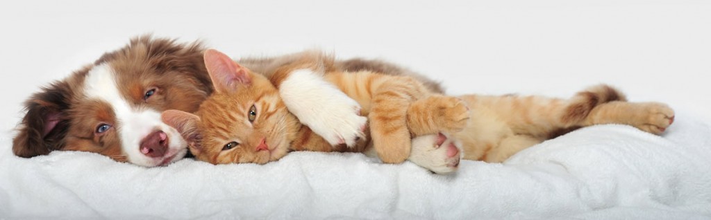 Intelligenza del cane e intelligenza del gatto