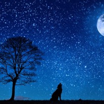 Cagna e luna, poesia di Fedor Sologub