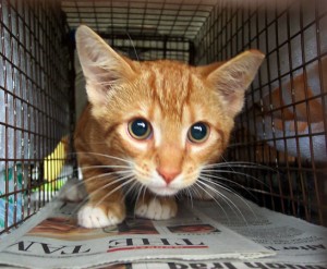 The Cat House on the Kings, un rifugio californiano per i randagi salvati dalla strada
